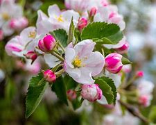 Image result for Red Delicious Apple Tree Pollination