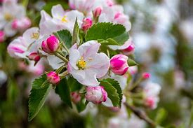 Image result for Pollinator Trees