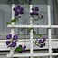 Image result for Clematis On Trellis
