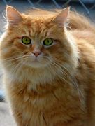 Image result for Long Hair Ginger Cat