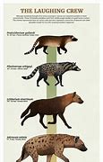 Image result for Hyena Life Cycle