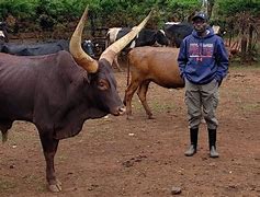 Image result for Kenyan Cows