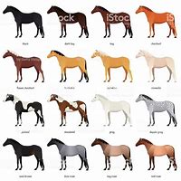 Image result for Unusual Color Thoroughbred Race Horse