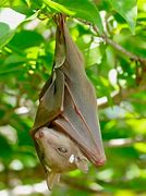 Image result for Baby Black Fruit Bat