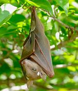 Image result for Cute Baby Fruit Bats