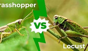 Image result for Grasshopper Identification