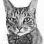 Image result for Cat Sketches