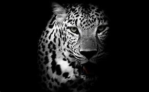 Image result for HD Animal Wallpaper 1920X1080