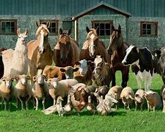 Image result for Multiple Farm Animals