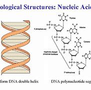 Image result for Nucleic Acid Structure