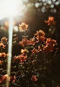 Image result for Aesthetic Spring Collage