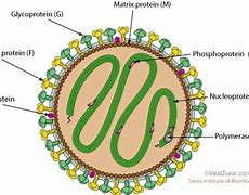 Image result for Lip Human Papillomavirus