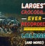 Image result for Lolong Crocodile