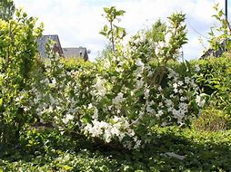 Image result for Weigela Bristol Snowflake