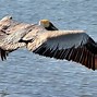 Image result for Pics of Pelicans
