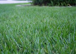 Image result for Argentine Bahia Grass Seed
