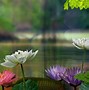 Image result for 3D Nature Wallpaper Phone