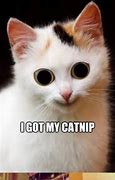 Image result for Catnip Meme