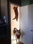 Image result for Cats in Funny Places