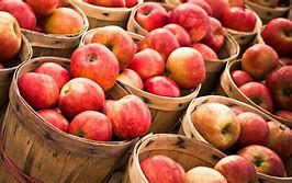 Image result for Apple Harvest Festival