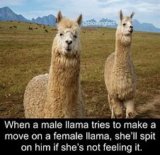 Image result for Lama Meme