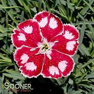 Image result for Dianthus gratianopolitanus Neon Star ®