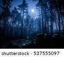 Image result for Night Forest Sky Beautiful