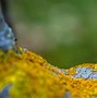 Image result for Moss Images
