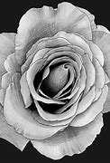 Image result for Rose Flower Art