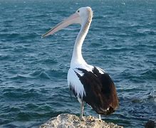 Image result for Pelican Sonic 80X
