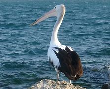 Image result for Pelican Nemo