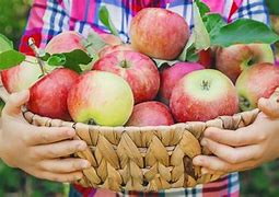 Image result for Photos of Extracted Apple-Picking
