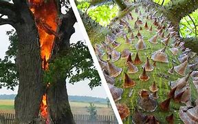 Image result for The Most Dangerous Tree in South Africa