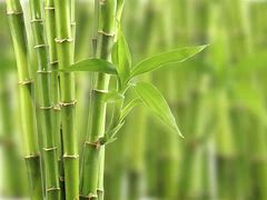 Image result for bamboo bamboo