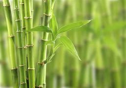 Image result for bamboos