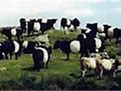 Image result for Cattle Rustling