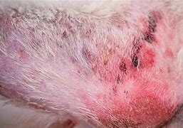 Image result for What Do Mites Look Like On Dogs