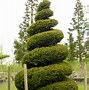 Image result for Taxus baccata losse wortel 2   2
