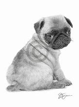 Image result for Baby Pug Drawings