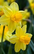 Daffodil 的图像结果