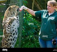Image result for Zookeeper Animals