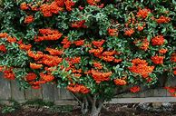 Image result for Evergreen Blooming Vines