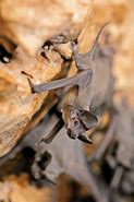 Image result for North American Cave Bat