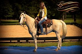 Image result for Palomino Azteca Horse