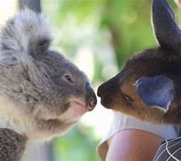 Image result for Australia Zoo Koala and Kangaroo