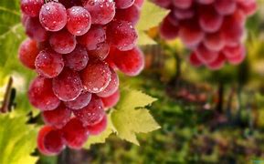 Image result for Grape Vine Canopy