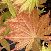 Image result for Acer shirasawanum Autumn Moon