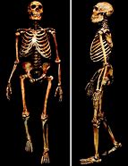 Image result for Neanderthal Anatomy