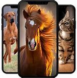 Image result for Enfield Animal Wallpaper