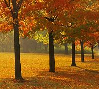Image result for Fall Color Trees